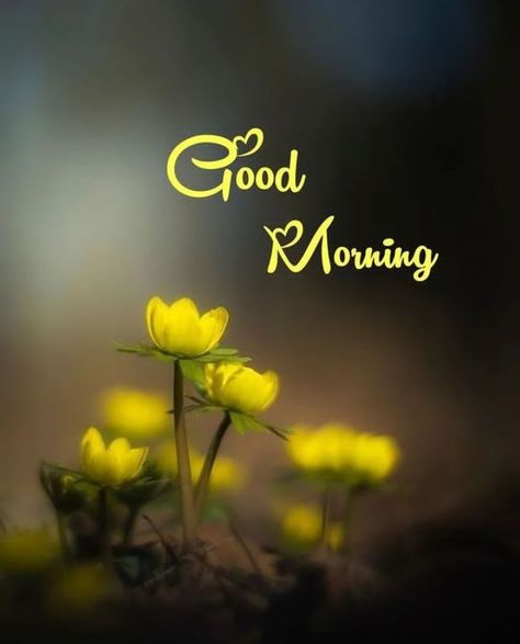 Good Night Wallpaper, Good Morning Beautiful Gif, Good Morning Nature, Good Morning Roses, Good Morning Beautiful Flowers, Morning Thoughts, Good Morning Cards, Galaxy Phone Wallpaper, Beautiful Gif