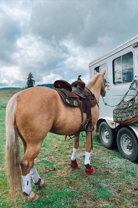 Saddle- double j pursuit flex Saddle pad- bayou west Boots- pro choice 2Xcool Palomino Horse Barrel Racing, Palomino Barrel Horse, Horse Video, Western Horse Riding, Palomino Horses, Bell Boots, Western Horses, Horse Riding Quotes, Western Horse Saddles