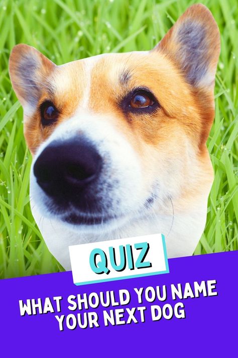 One of the most stressful decisions you have to make about a new puppy is their name. Will it be something strong, simple, or completely hilarious? What should you name your next dog? Take our quiz to find out! What Dog Should I Get Quiz, Dog Quiz, Getting A Puppy, Your Name, New Puppy, Dog Names, How To Find Out, Puppies, Dogs