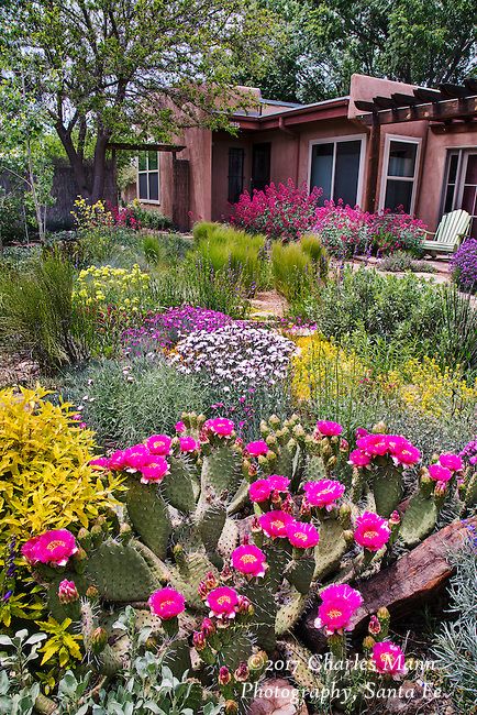 New Mexico Plants, Arid Garden, Southwest Garden, Xeriscape Front Yard, Xeriscape Landscaping, New Mexico Homes, Drought Tolerant Garden, Garden Shrubs, Rock Gardens