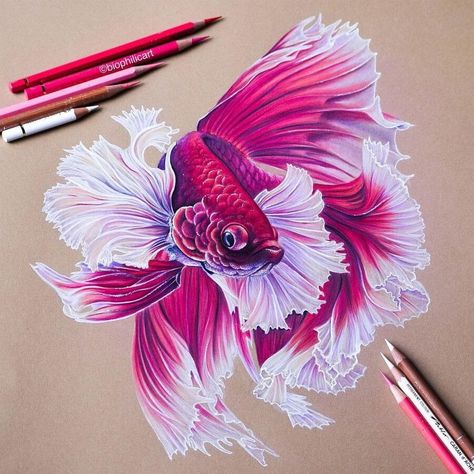 Beta Fish Drawing, Pencil Colour Art, Ikan Laga, White Cockatoo, Prismacolor Art, Colored Pencil Artwork, Colour Art, Fish Drawings, Lukisan Cat Air