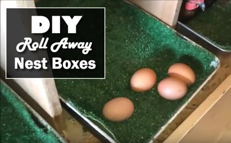 "DIY Roll Away Nest Boxes - the best way to prevent your eggs from breaking... #chickens #homestead #homesteading" Chicken Husbandry, Chicken Laying Boxes, Nesting Boxes Diy, Funky Chicken, Chicken Boxes, Best Egg Laying Chickens, Nest Boxes, Chicken Egg Rolls, Chicken Poop