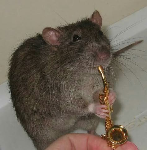 Silly Guy, A Rat, Key