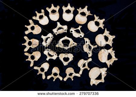 Bone Mandala, Bone Art, Photo Art, Bones, Stock Photos, Pattern, Art, Mandalas