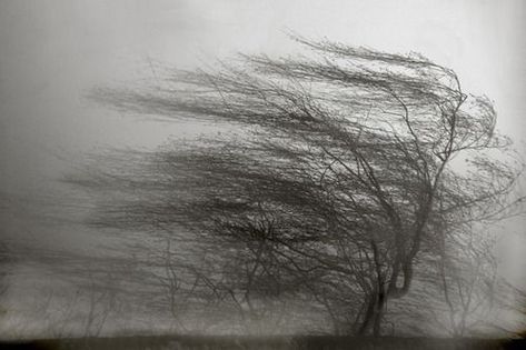 Blowin' In The Wind, Blowing In The Wind, Wind Of Change, Windy Day, Arbor, 그림 그리기, Black And White Photography, A Tree, The Wind