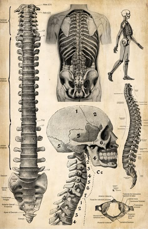 Human Anatomy Wallpaper, Medicine Poster, Anatomy Diagrams, Vintage Medical Art, Anatomy Posters, Anatomy Aesthetic, Medical Drawings, Anatomy Illustration, Scientific Drawing