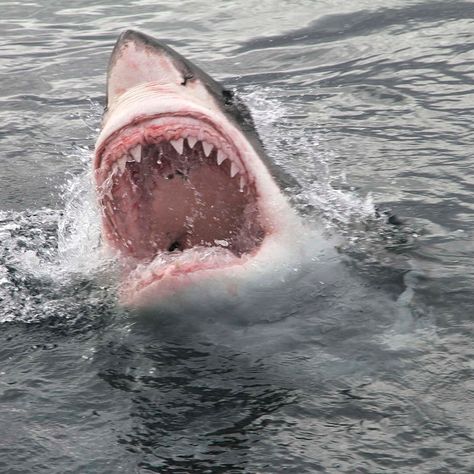 Uncover the reasons for the increase in global shark attacks. This article offers an understanding of our role in this trend. Shark Attacking, Shark Attacks, Basking Shark, Shark Pictures, Animal Guides, Marine Ecosystem, List Of Animals, Apex Predator, Behavior Change