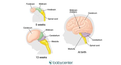 Fetal brain development: When does the brain develop? | BabyCenter 6 Weeks Pregnant, Am I Pregnant, Baby Name Generator, Neural Connections, Postpartum Health, Brain Logo, Cerebrospinal Fluid, Pregnancy Cravings, Baby Finger