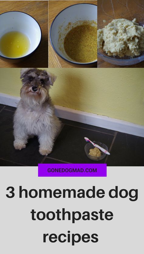 Dog Toothpaste Recipe, Diy Dog Toothpaste, Homemade Dog Toothpaste, Dentist Chair, Toothpaste Recipe, Dog Toothpaste, Dog Toothbrush, Dog Teeth Cleaning, Dog Dental