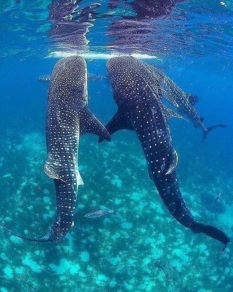 Oceanography Marine Biology, Swimming With Whale Sharks, Shark Pictures, Whale Sharks, Beautiful Sea Creatures, Cute Shark, Marine Biology, Whale Shark, Silly Animals