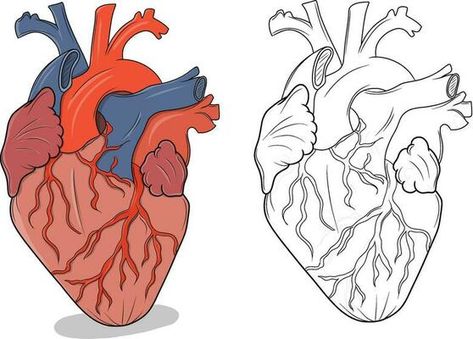 Realistic Heart Outline 602622 Vector Art at Vecteezy Easy Heart Drawings, Anatomical Heart Drawing, Realistic Heart, Heart Drawings, Heart Diagram, Heart Model, Heart Outline, Heart Drawing, Anatomical Heart