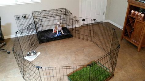 5 Ideas to Make Your Puppy's Setup Amazing — Faithfully Yours Dog Training - Jackson, MS Dog Training & Dog Behavior Consulting Dog Potty Diy, Indoor Dog Pen, Whelping Puppies, Dog Playpen Indoor, Become Independent, Foster Puppies, Puppy Pens, New Puppy Checklist, Puppy Playpen