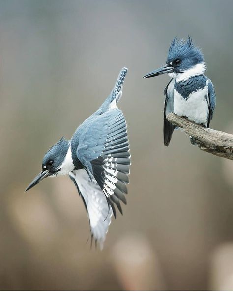 @best_birds_planet on Instagram: “🌿🌿CONGRATULATIONS🍀 ................................................................ 🐦Belted Kingfisher…” Belted Kingfisher, Kingfisher Bird, Bird Carving, Rare Birds, Nature Birds, Bird Pictures, Exotic Birds, Pretty Birds, Bird Photo