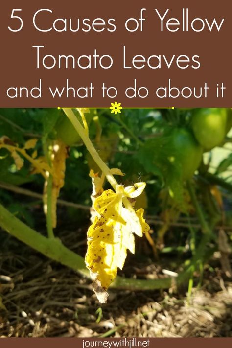 Tomato Plant Care Tips, Yellow Leaves On Tomato Plants, Caring For Tomato Plants, Tomatoes Plant, Tomato Diseases, Tomatoes Plants Problems, Garden Beginner, Gardening Tomatoes, Plant Leaves Turning Yellow