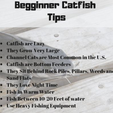 How to Catch Catfish Any Time of Day or Night | A Man and His Rod How To Catch Catfish, Catfish Bait, Catfish Fishing, Time Of Day, Fish Camp, Fishing Equipment, Fishing Tips, Catfish, A Man