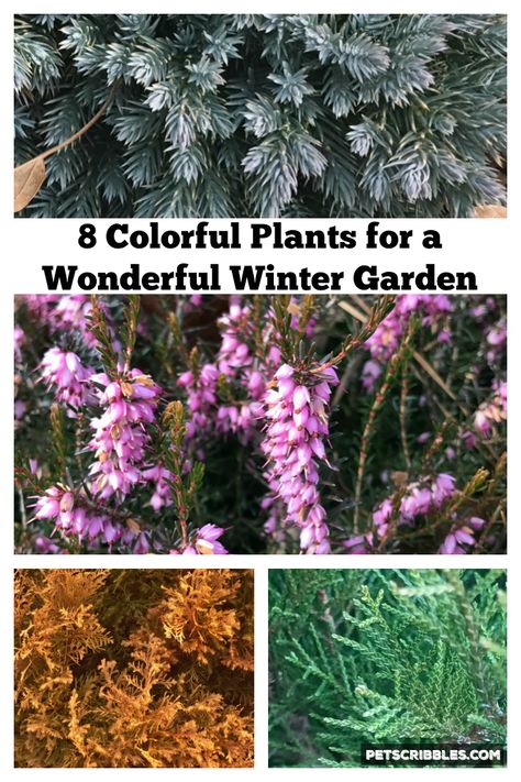 Colorful Plants for a Wonderful Winter Garden Winter Shrubs, Tattoo Plant, Gardening Zones, Winter Vegetables, Easy Landscaping, Winter Plants, Blooming Plants, Colorful Plants, Winter Color