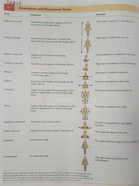 Orientation and directional terms Body Directional Terms, Directional Terms Anatomy Notes, Directional Terms Anatomy, Human Anatomy And Physiology Chapter 1 Notes, Medical Directional Terms, The Human Body An Orientation Notes, Common Medical Terms, Ma Notes, Hesi A2