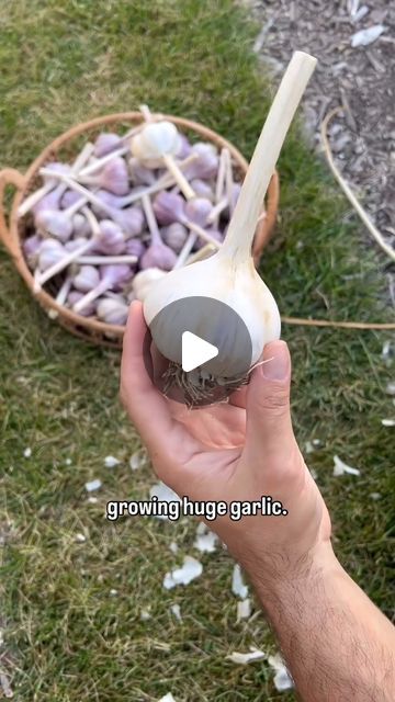 Diy Home Garden, Growing Garlic, Fermentation Recipes, Late Fall, Unique Gardens, Small Space Gardening, March 27, Grow Your Own Food, Veggie Garden