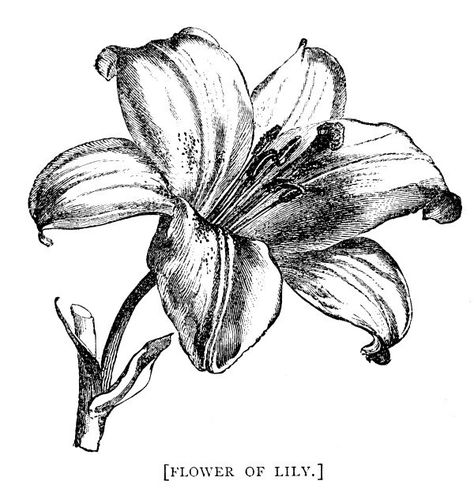 Pen and ink lilly Amaryllis Tattoo, Botanical Illustration Black And White, Vintage Flower Tattoo, Whimsical Tattoos, Plant Tattoo, Floral Drawing, Flower Black, Vintage Tattoo, Botanical Drawings