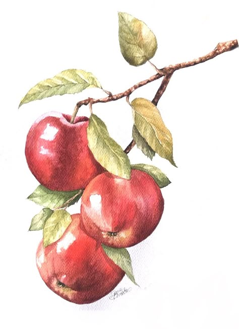 Apple Orchard Pictures, Apple Tree Drawing, Watercolor Fruits, Apple Painting, Watercolor Fruit, Fruit Photography, Fruit Painting, 수채화 그림, Nature Drawing