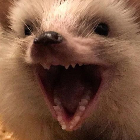 Hedgehog Meme, Cutee Animals, Hedgehog Pet, Crazy Funny Pictures, Trash Panda, Cute Hedgehog, Cute Animals Images, Cute Wild Animals, Silly Pictures