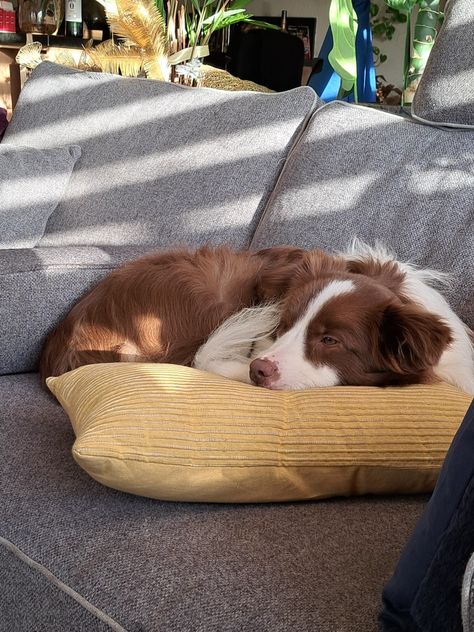 Brown Collie Dog, Collie Dog Aesthetic, Brown Border Collie Puppy, Border Collie Brown, Border Collie Aesthetic, Brown Border Collie, Cute Border Collie, Puppies And Kitties, Border Collie Dog