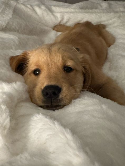 #puppy #goldenretrieverpuppy #cute #adorable #dog #pets #animals #petlife #snuggler #doggy #aesthetic Cute Doggy Puppies Wallpaper, Dog Asthetic Picture, Cute Puppy Pfp, Dog Pictures Aesthetic, Dog Astethic, Golden Retriever Puppy Aesthetic, Cute Puppy Aesthetic, Golden Retriever Aesthetic, Aesthetic Puppies