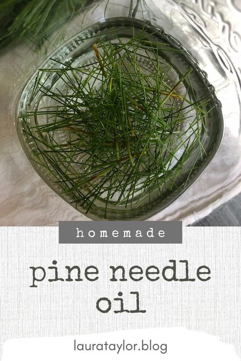 You need three things, and a little bit of know-how to make pine needle oil at home. This recipe is very easy! You can use pine needle oil to make a salve, a roller bottle, or different body care DIYs. So fresh and foresty 🌲 Pine Needle Oil, Pine Needle Essential Oil, Medicinal Wild Plants, Tinctures Recipes, Pine Needle Crafts, Pine Oil, Pine Essential Oil, Salve Recipes, Natural Acne Remedies