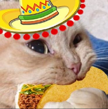 Mexican Cat Pfp, Pinterest Overlay, Mexican Pfp, Funny Mexican Pictures, Mexican Cat, Mexican Pictures, Taco Cat, Cat Jokes, Mexican Hat