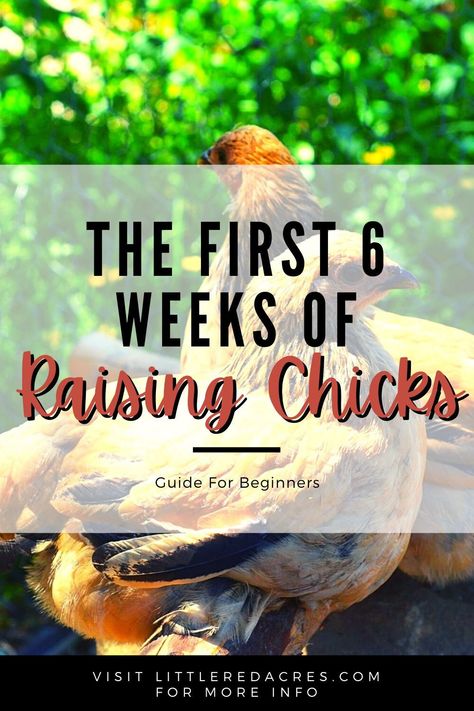 You need to be prepared for raising chicks, the first 6 weeks of raising chicks can be easy with the right tools and knowledge. What To Feed Chickens, Baby Chicks Raising, Meat Birds, Raising Ducks, Raising Chicks, Chicken Tractors, Laying Hens, Animal Husbandry, Egg Production