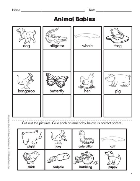 animal babies and their mothers matching - Google Search Animals And Their Babies, Animals Worksheet, Mother And Baby Animals, Animal Lessons, 1st Grade Science, First Grade Science, Animal Worksheets, Science Games, Family Units