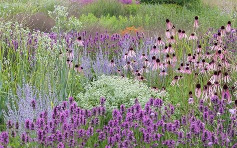 Meadowscaping Learning Center | American Meadows Naturalistic Garden, Prairie Planting, Dutch Gardens, Plant Combos, American Meadows, Piet Oudolf, Prairie Garden, Growing Dahlias, Meadow Garden