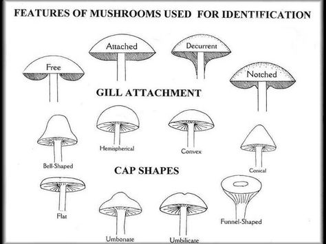 Mushroom ID features Fungi Kingdom, Mushroom Foraging, Poisonous Mushrooms, Types Of Fungi, Homeschool Projects, Edible Mushrooms, Mushroom Hunting, Soil Layers, White Cedar