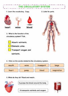 The circulatory system Language: English Grade/level: grade 2 School subject: Natural Science Main content: Circulatory system Other contents: Cardiovascular System Worksheet, Circulatory System Worksheets, Circulatory System For Kids, Circulatory System Activities, Evs Worksheet, Human Circulatory System, 5th Grade Worksheets, The Circulatory System, Elementary Worksheets