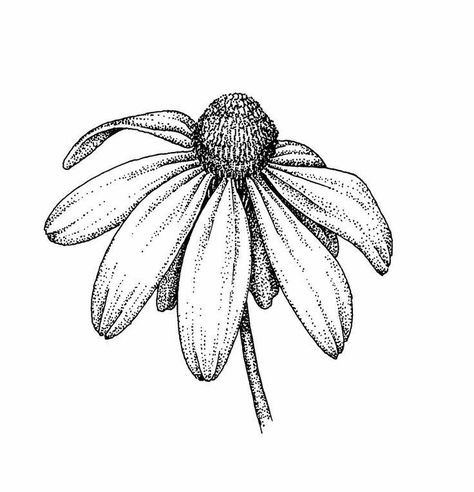 Pin by noelle keshmiri on Art in 2022 | Flower sketches, Flower drawing, Stippling art Colorful Drawing, Stippling Art, Flower Line Drawings, Flower Art Drawing, Illustration Botanique, Flower Sketches, Floral Drawing, Plant Drawing, Black And White Drawing