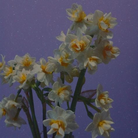 Daffodil Wallpaper Aesthetic, Philip Guy, 2023 Moodboard, Dave Miller, Fall Mood Board, Lavender Aesthetic, Aesthetic Photos, Aesthetic Photo, Daffodils