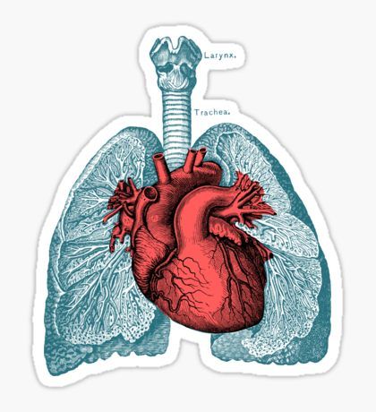 Anatomical Heart: Stickers | Redbubble Heart And Lungs Anatomy, Lungs Drawing, Lungs Anatomy, Lungs Art, Lung Anatomy, Medical Stickers, Human Figure Drawing, Heart And Lungs, Human Anatomy Art