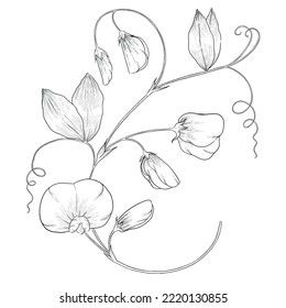 Sweet pea outline vector botanical illustration Sweet Pea Line Art, Sweet Pea Flowers Drawing, Sweet Pea Drawing, Sweet Pea Illustration, Sweetpea Flower Tattoo, Sweat Pea Tattoo, Wedding Drawings, Pea Tattoo, Sweet Pea Tattoo