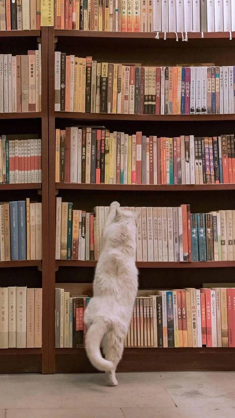 Library Aesthetic, Drawing Cats, Lovely Creatures, Cat Books, Literature Books, Wallpapers Iphone, Iphone Phone, Funny Cute Cats, Wallpapers Hd