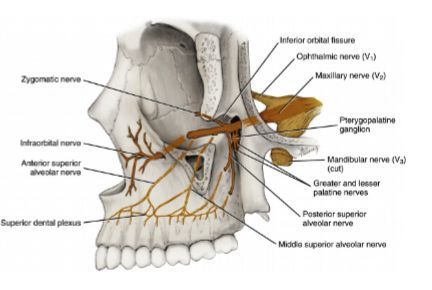 The largest contributor is the infraorbital nerve. Tributaries of the infraorbital nerve or maxillary nerve trunk include the zygomatic, the anterior, middle, and posterior superior alveolar, the greater and lesser palatine, and the nasopalatine nerves. Maxillary Nerve, Nerve, Trunk