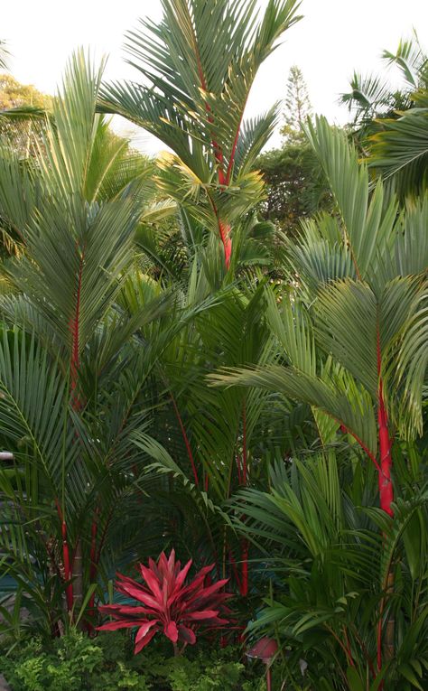 Lipstick Palms Lipstick Palm, California Garden Design, Red Palm Tree, Palm Tree Flowers, Palm Plants, Tropical Backyard Landscaping, Tropical Garden Ideas, Tropical Bedding, Palm Trees Landscaping