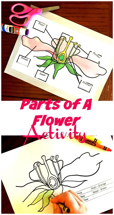 Learn about the parts of a flowering plant with this coloring page and cut and paste page. Perfect to review Cycle 1 Week 11 Science. Cc Cycle 1, Biology Games, Botany Lessons, Science Week, Flower Games, Parts Of A Flower, Classical Conversations, Parts Of A Plant, Flower Printable