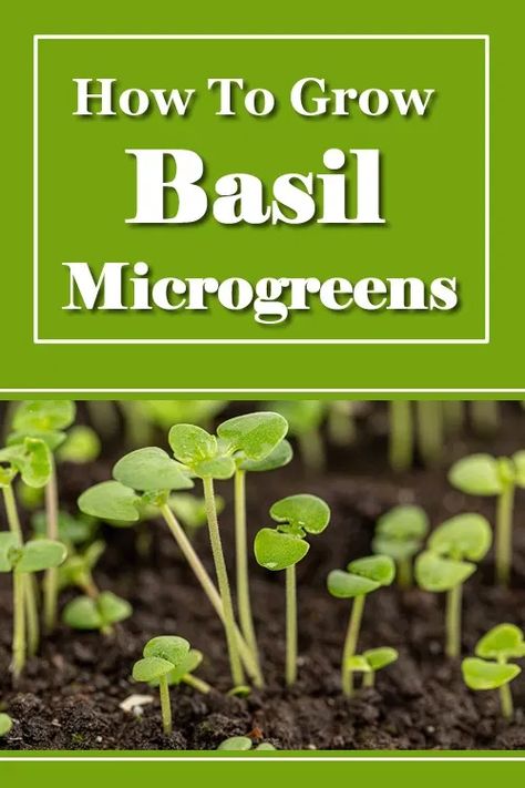 How To Grow Basil Microgreens Ways To Make Your Bed, Bed Sheets White, How To Grow Kale, Grow Kale, How To Grow Microgreens, Grow Basil, Growing Kale, Micro Herbs, Grow Microgreens