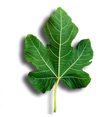 Fig Leaf Lore Health Benefits Of Figs, Fig Plant, Sycamore Tree, Leaf Images, Fig Leaves, Fig Tree, Tree Leaves, Leaf Art, Grape Leaves