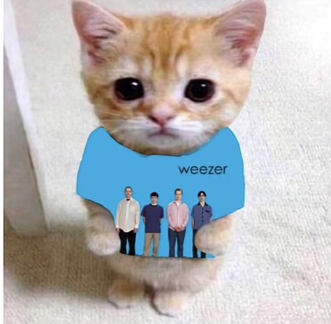 Weezer Pfps, Weezer Pfp, El Gato Pfp, Gato Pfp, Silly Cars, Standing Cat, Ni Idea, Cat Stands, Stranger Things Meme