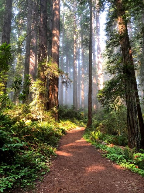 The red trees of northern California during summertime. Red Woods Aesthetic, California Redwoods Aesthetic, California Forest Aesthetic, Redwood Trees California, Red Wood Forest California, Red Woods California, Northern California Aesthetic, Red Wood Forest, Red Woods