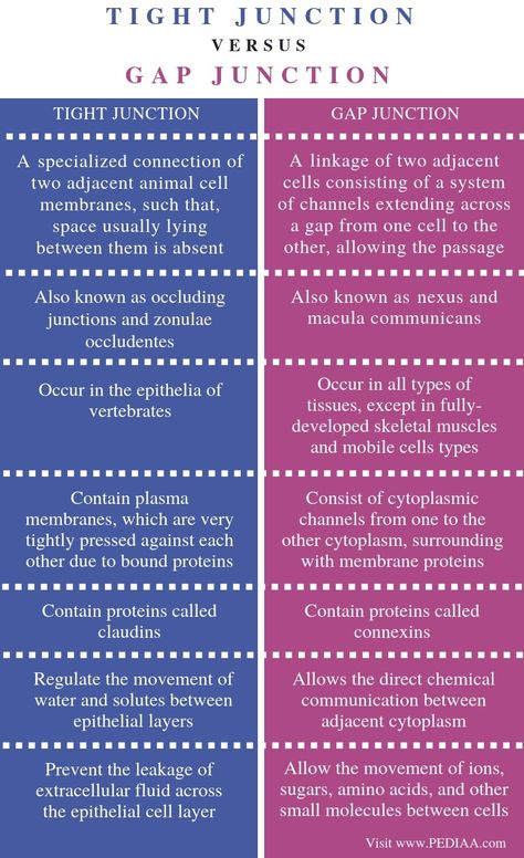 Cell Junction, Gap Junction, Extracellular Fluid, Nurse Study, Nursing 101, Plasma Membrane, English Grammar Rules, Nurse Study Notes, Tissue Types