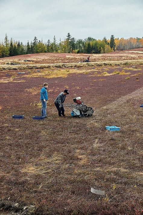 The Families Preserving Maine’s Cranberry Harvesting Traditions - The Maine Mag Cranberry Walnut Bread, Cranberry Bog, Walnut Bread, Rosemary Sprigs, Hard Cider, Fresh Cranberries, Ginger Ale, Tasting Room, How To Make Bread