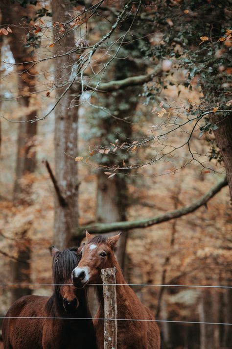 Twinning Wallpaper, Horse Wallpaper, Organic Glass, Aesthetic Shop, Horse Ranch, Horse Wall, Hanging Frames, Locked Wallpaper, Hanging Canvas