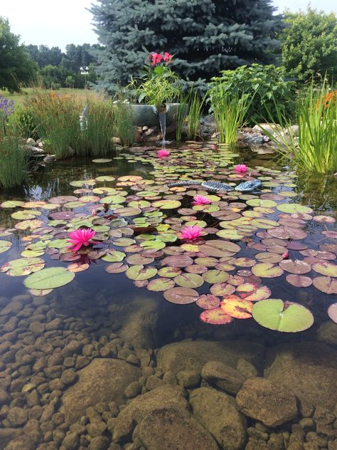 Landscaping Water Feature, Pond Fishing, Philosophy Theories, Australia Landscape, Koi Ponds, Water Lily Pond, Pond Landscaping, Forest Plants, Water Gardens